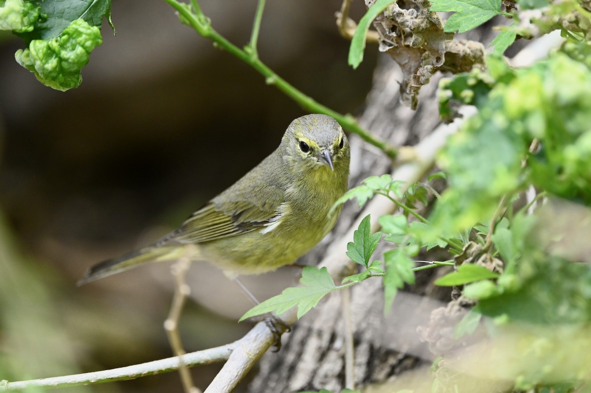 Orange-crowned Warbler - ML416838381