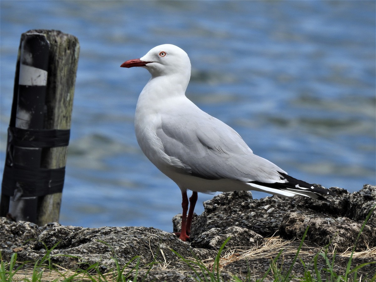 Silver Gull (Silver) - ML416838411