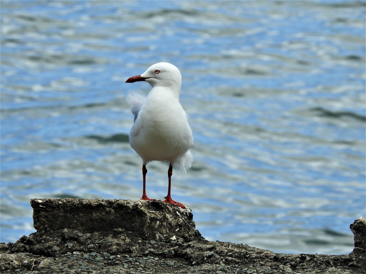 Silver Gull (Silver) - ML416838441