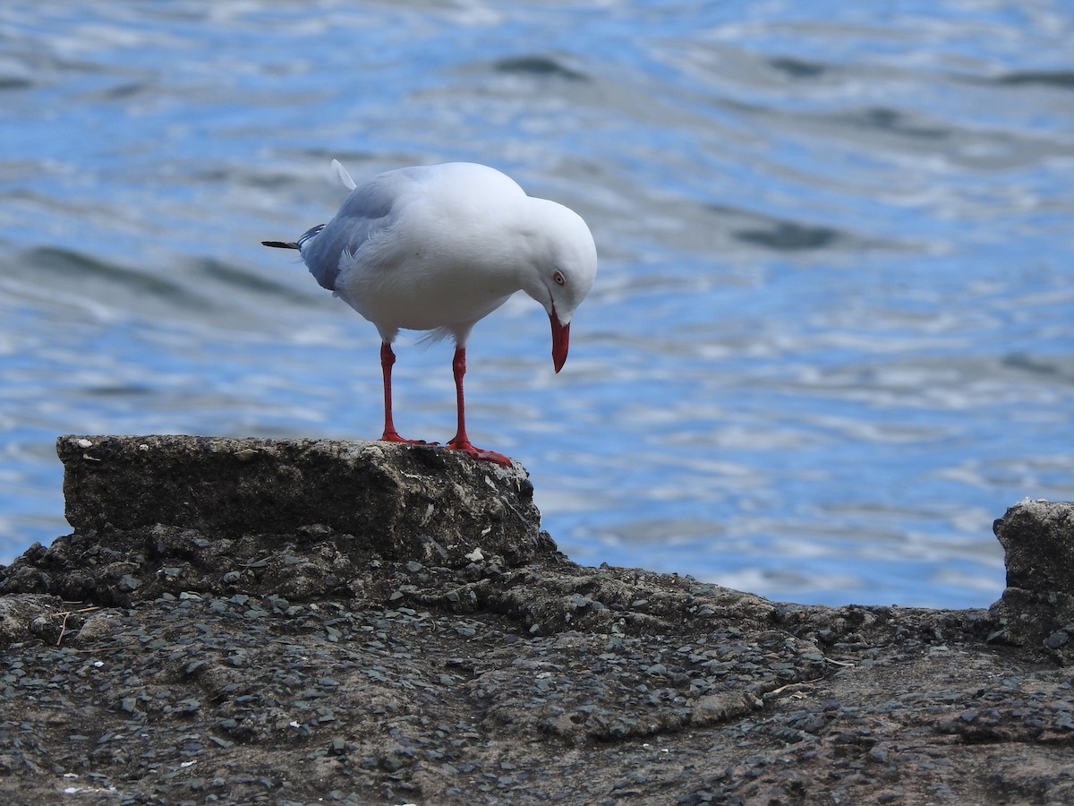 Silver Gull (Silver) - ML416838551