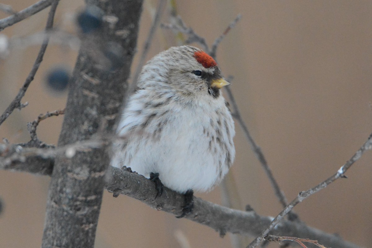 Common Redpoll - ML416838921