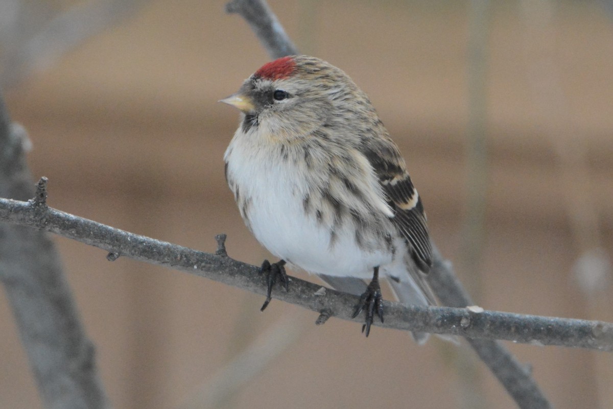 Common Redpoll - ML416838971