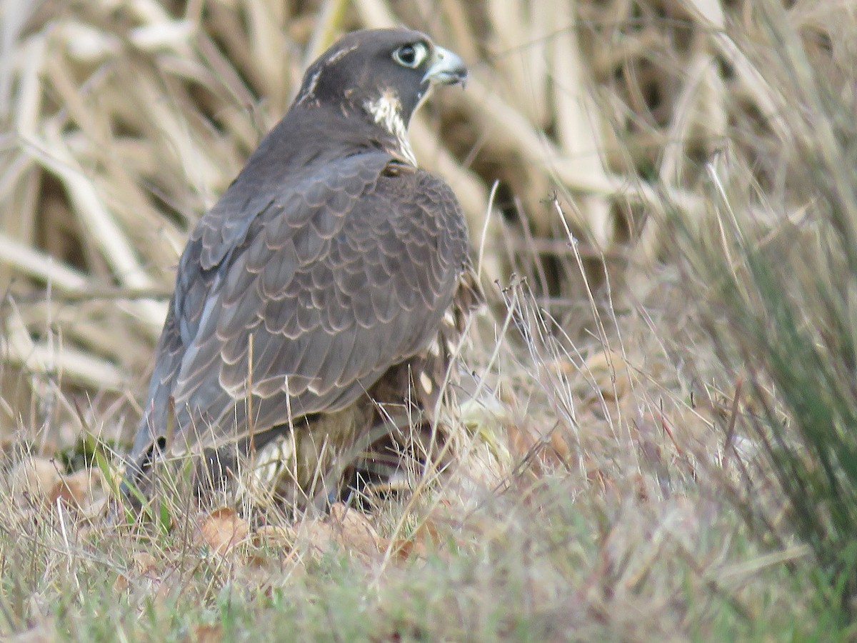 Halcón Peregrino - ML416843131