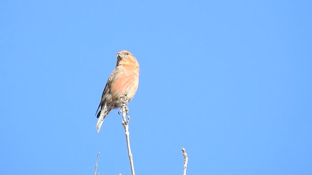 Red Crossbill (Ponderosa Pine or type 2) - ML416843171