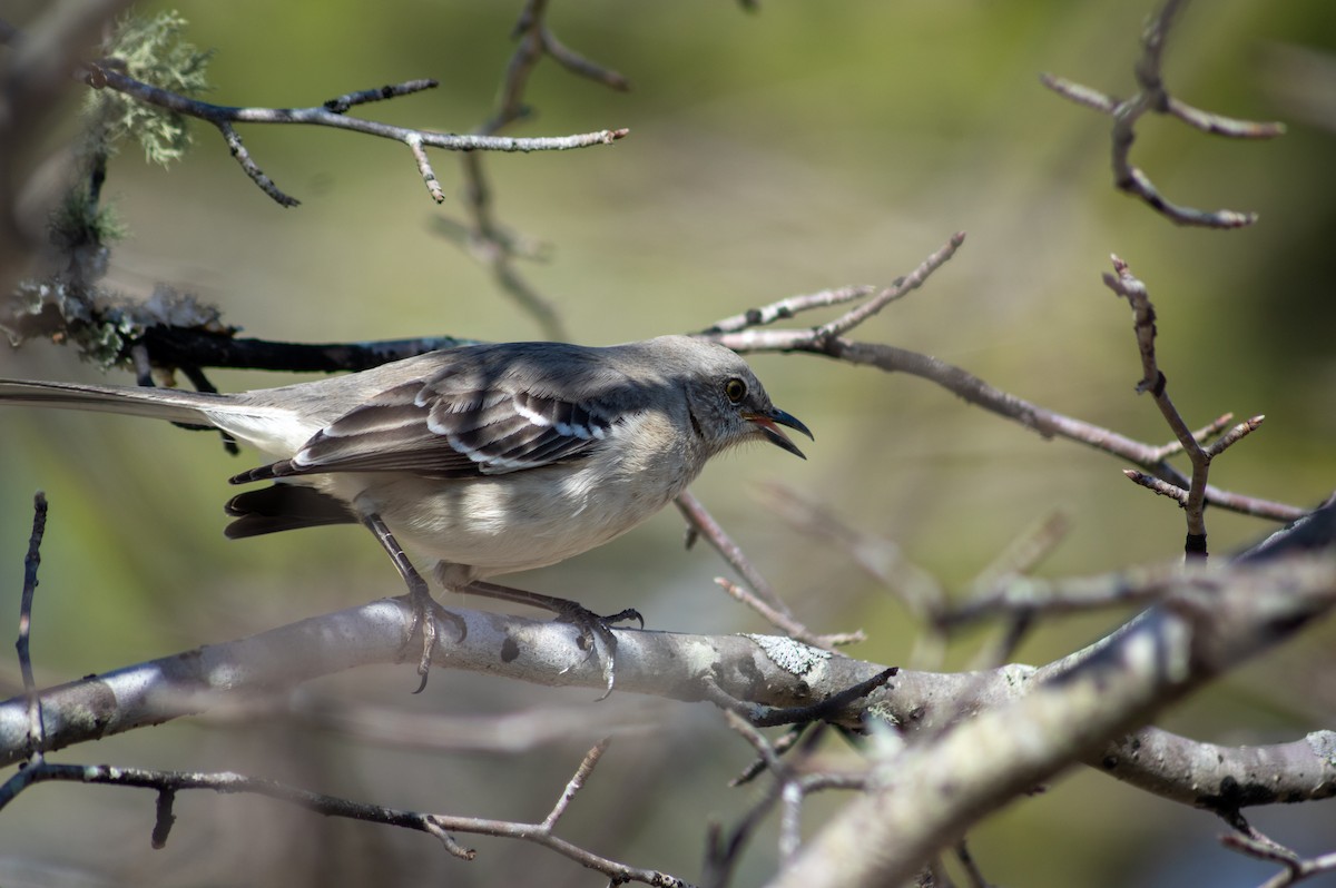 Northern Mockingbird - ML416843761