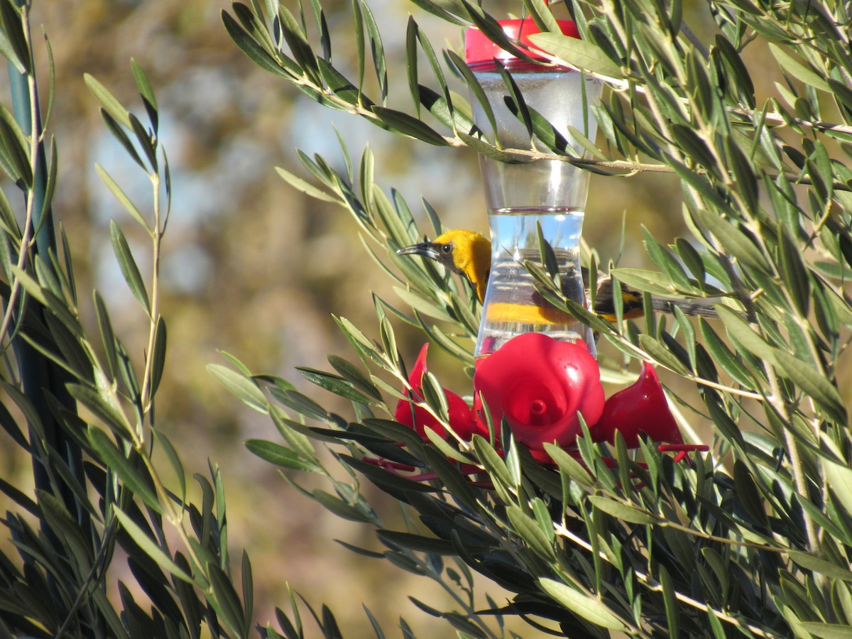 Hooded Oriole - ML41684401