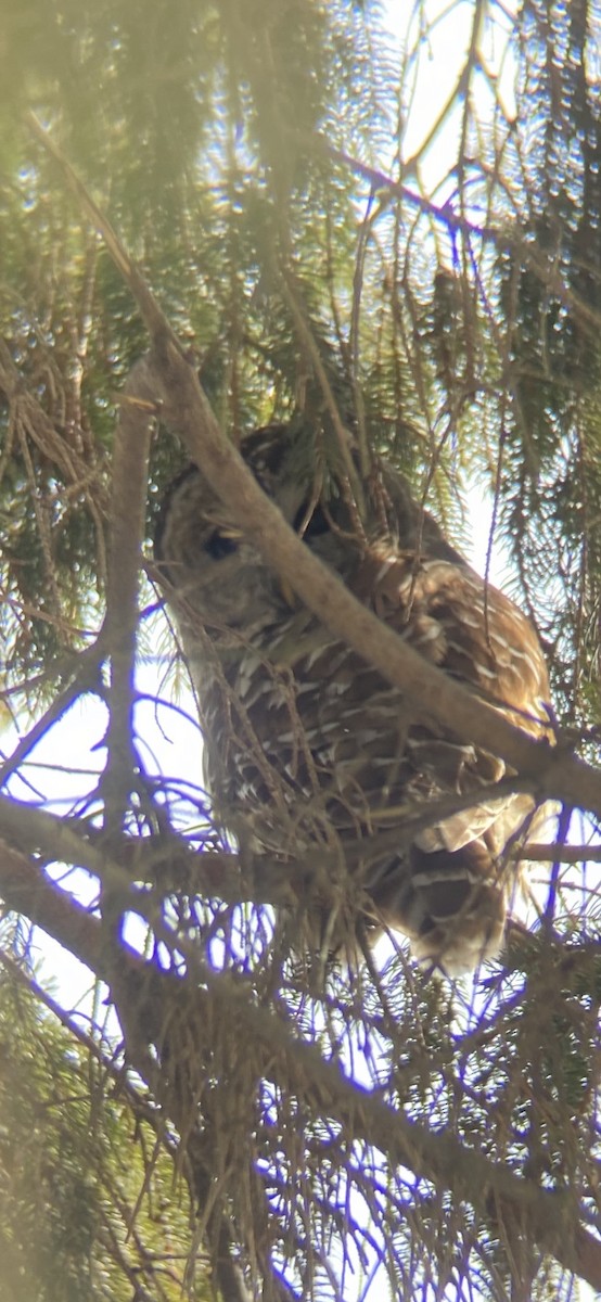 Barred Owl - ML416844011