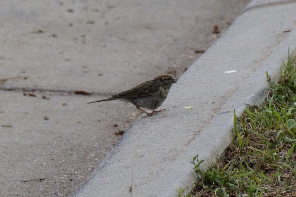 Chipping Sparrow - ML416845101