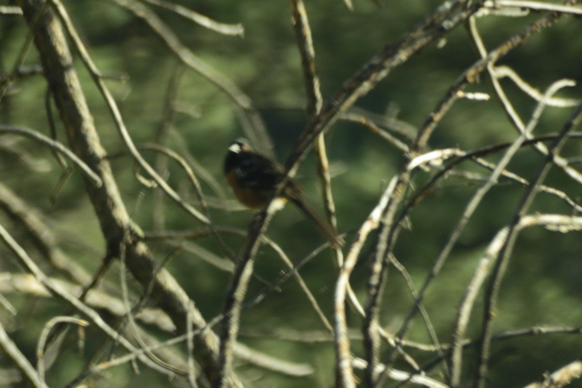 Spotted Towhee - ML416845131