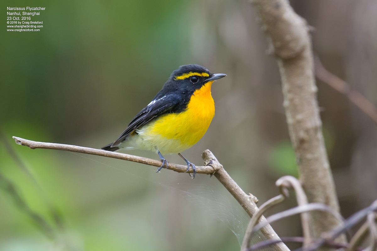 Narcissus Flycatcher - Craig Brelsford