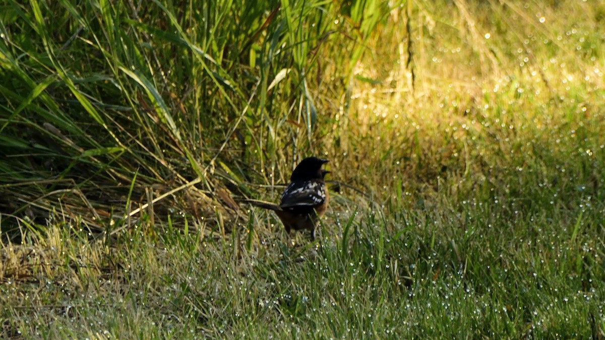 Spotted Towhee - ML416847041