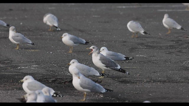 カモメ（亜種 カモメ） - ML416847151