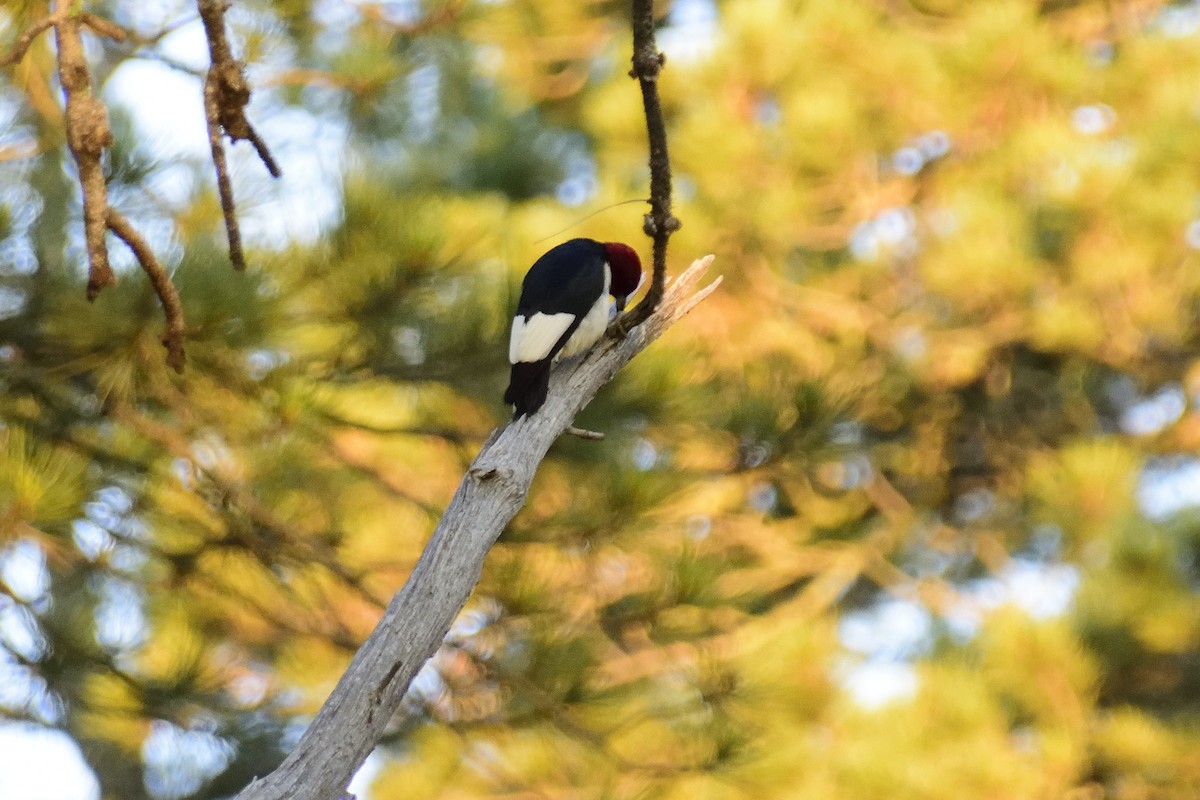 Red-headed Woodpecker - Mathieu Langlois