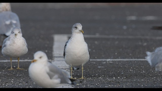 カモメ（亜種 カモメ） - eBird