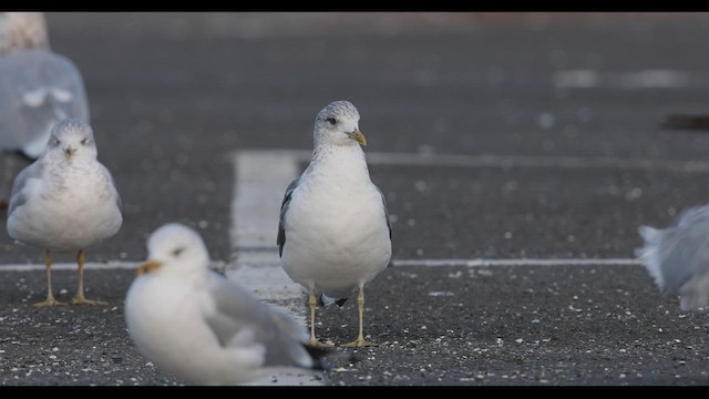 Common Gull (Kamchatka) - ML416849171