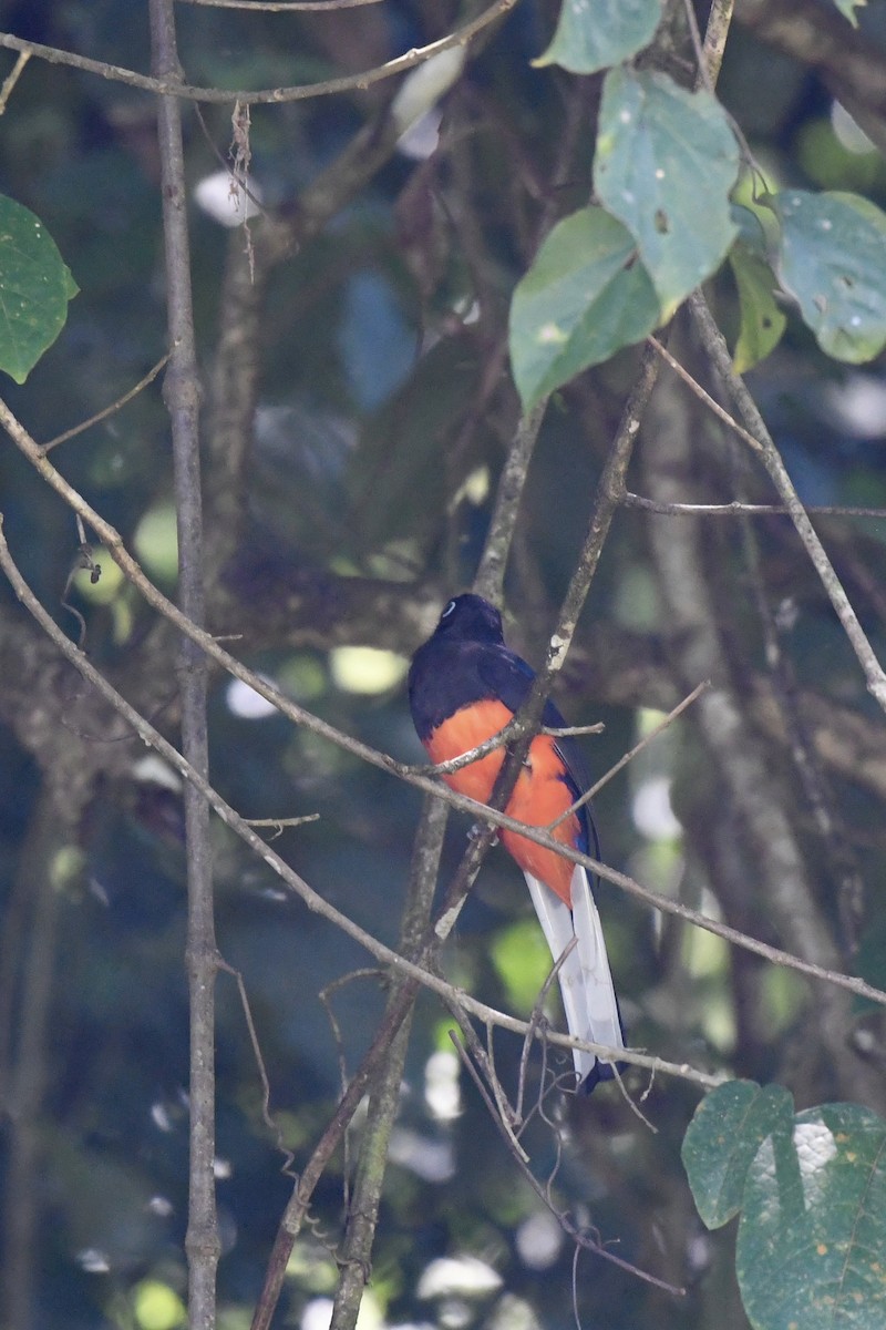 Baird's Trogon - ML416849941