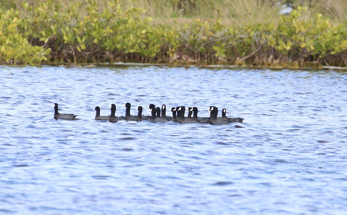 American Coot - ML416849951