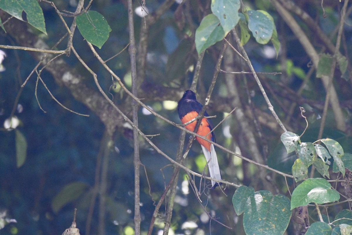 Baird's Trogon - ML416849991