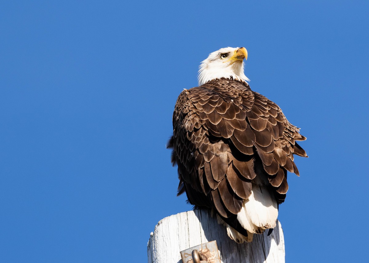 Weißkopf-Seeadler - ML416850041