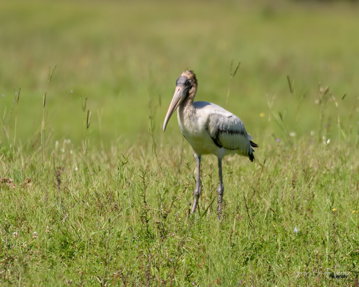 Wood Stork - ML416851931