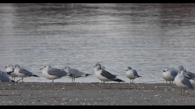 歐亞海鷗(kamtschatschensis) - ML416852141