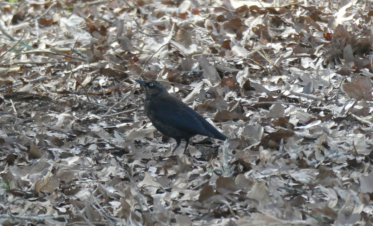 Rusty Blackbird - ML416852931