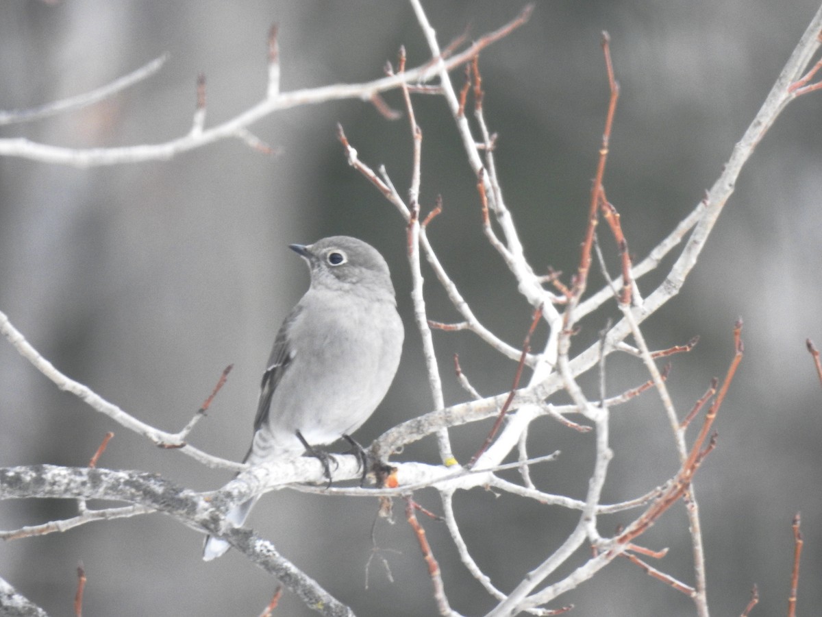 Townsend's Solitaire - ML416853191