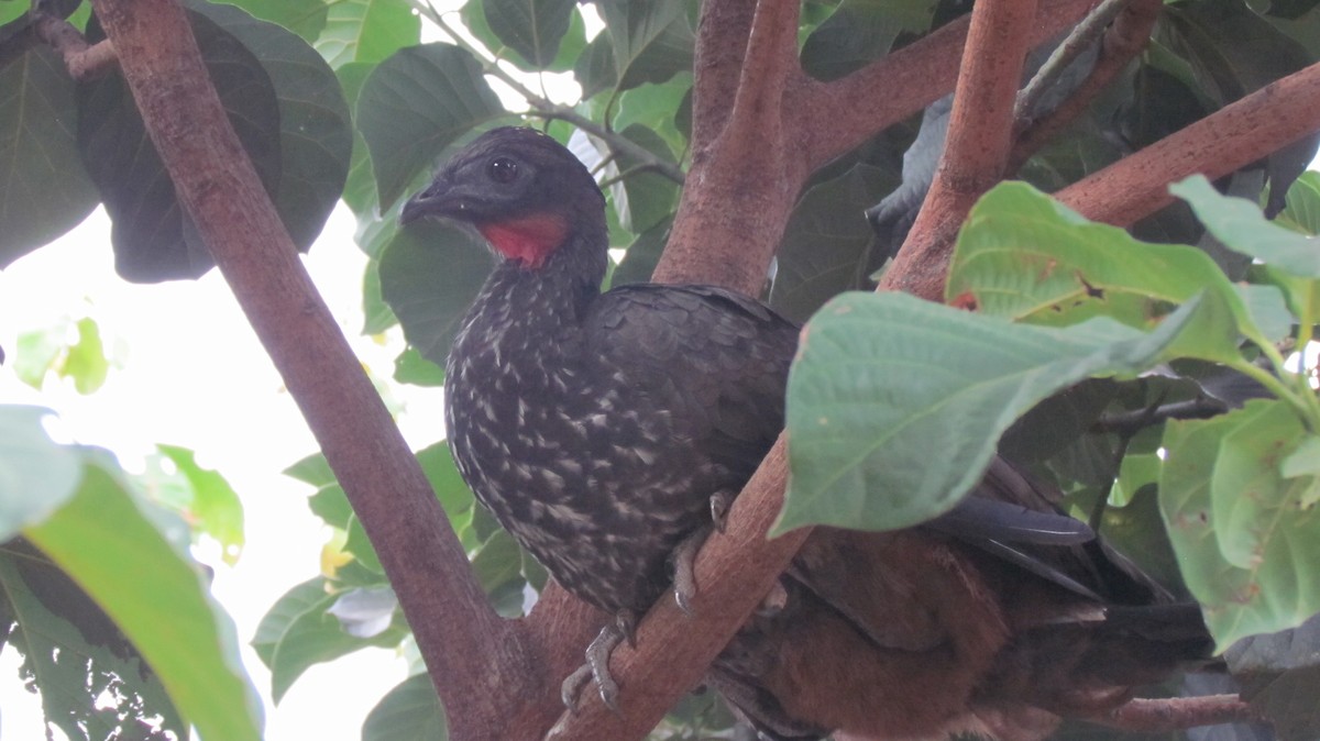 Crested Guan - Luis Mieres Bastidas