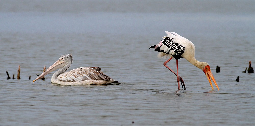 Spot-billed Pelican - ML416853841