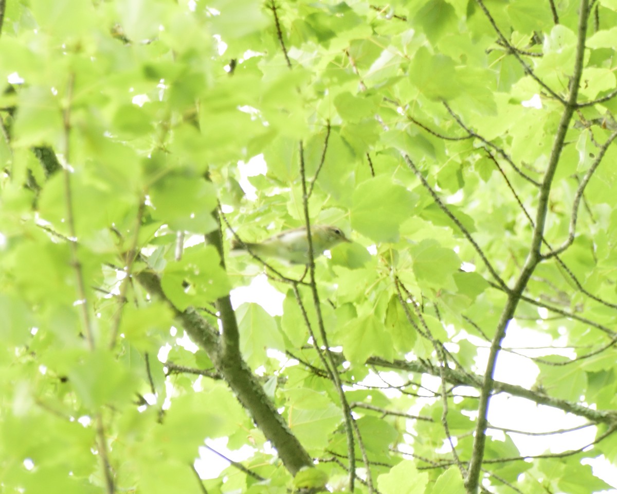 Warbling Vireo (Eastern) - ML416853891