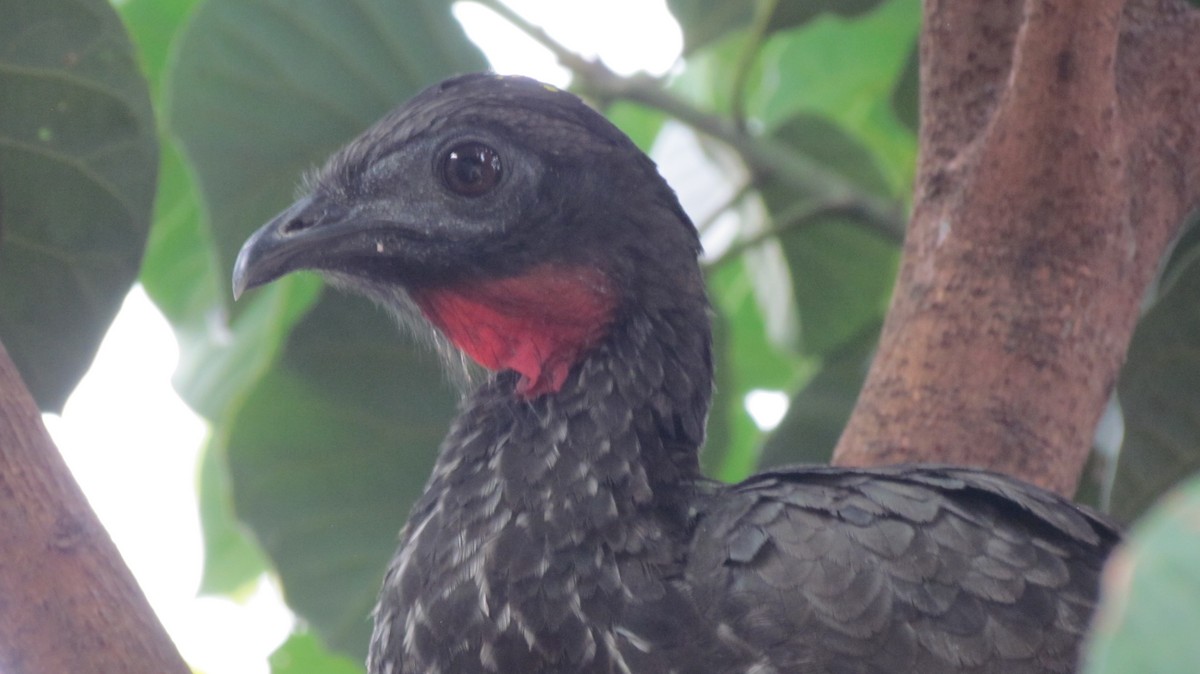 Crested Guan - Luis Mieres Bastidas