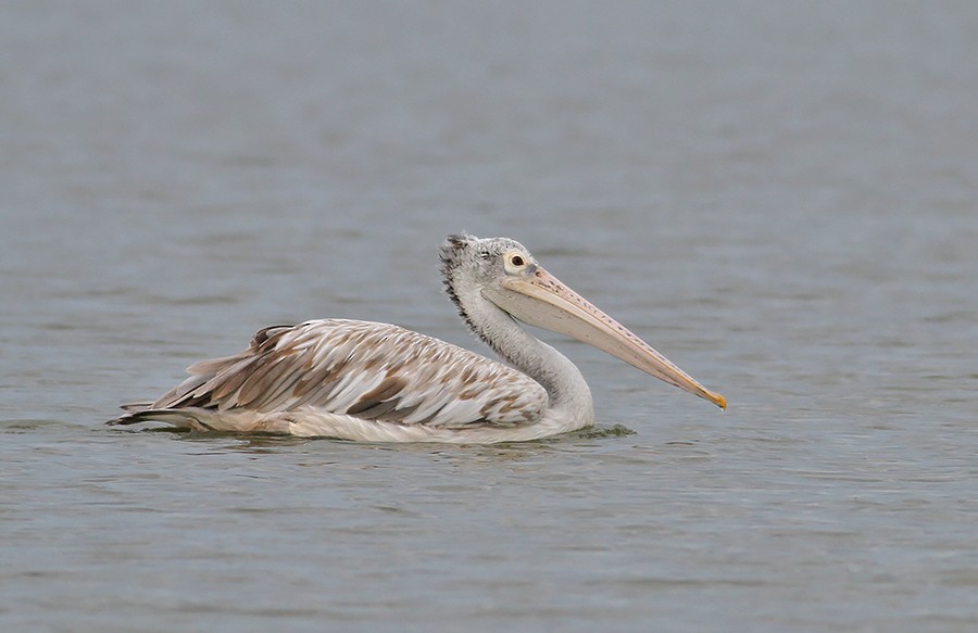 pelikán skvrnozobý - ML416854961