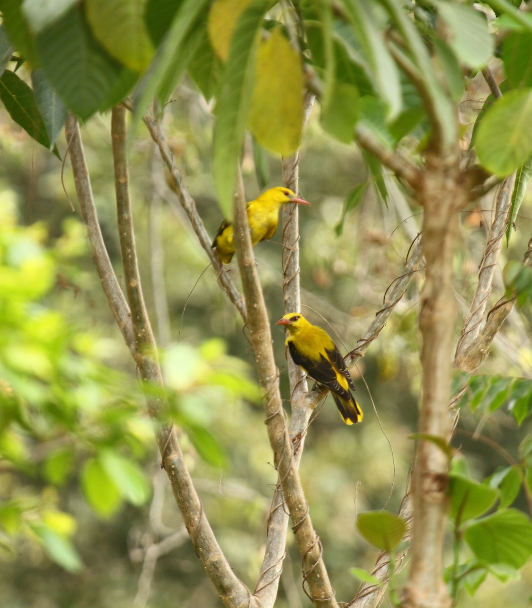 Indian Golden Oriole - ML416856061