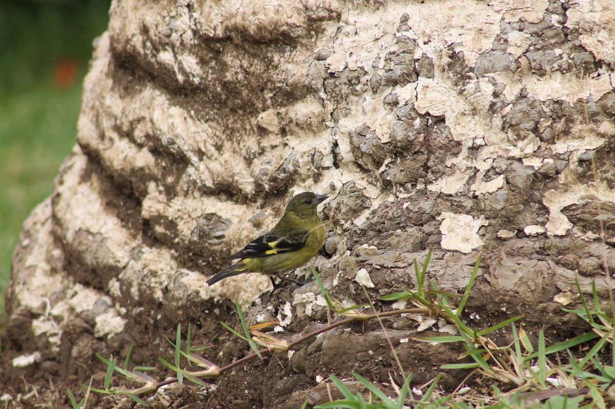 Hooded Siskin - ML416858131