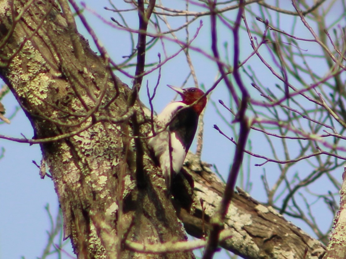 Red-headed Woodpecker - ML416858301