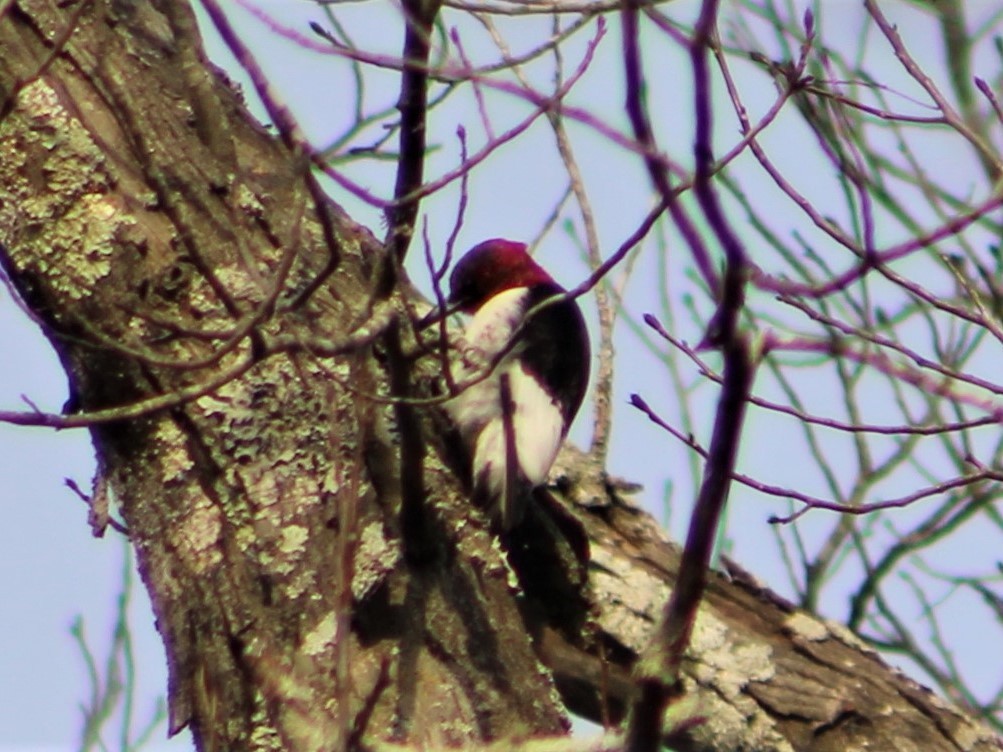 Red-headed Woodpecker - ML416858311