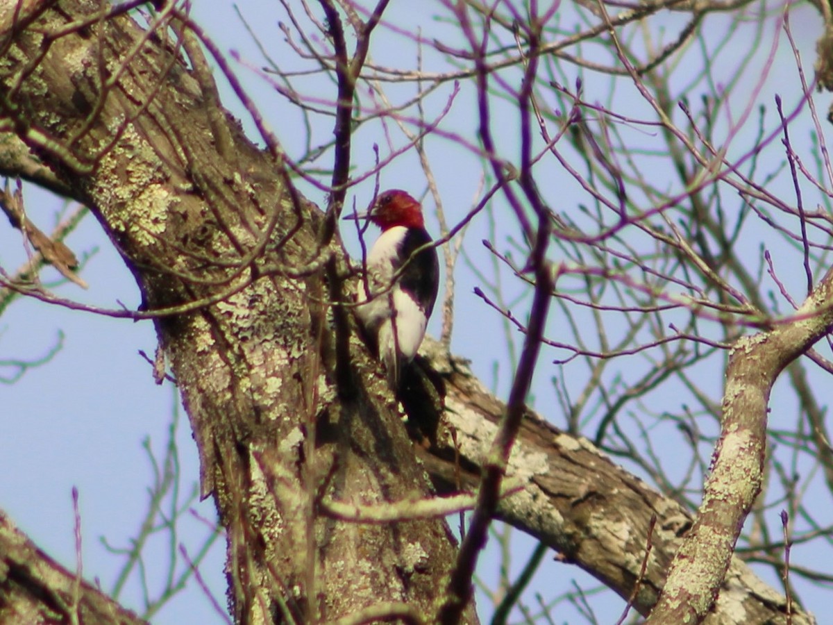 Red-headed Woodpecker - ML416858321