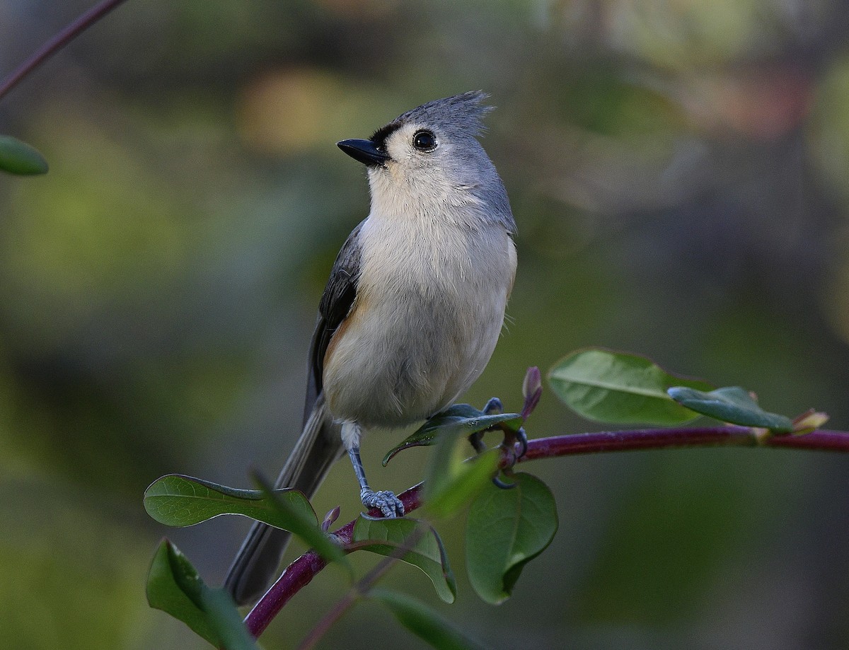 Tufted Titmouse - JoAnna Clayton