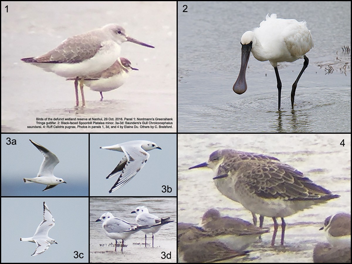 Nordmann's Greenshank - ML41685931