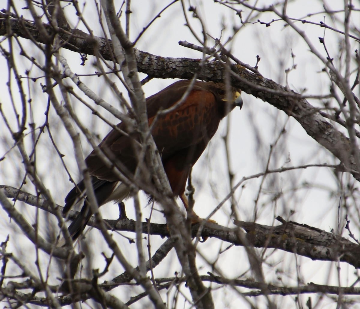 Harris's Hawk - ML416859891