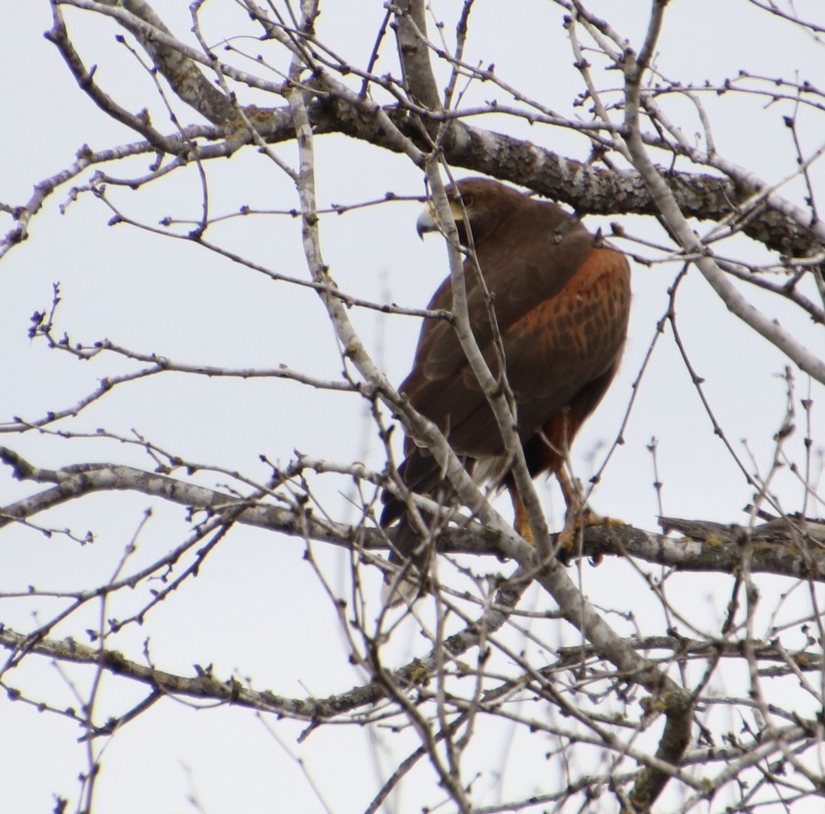 Harris's Hawk - ML416859911