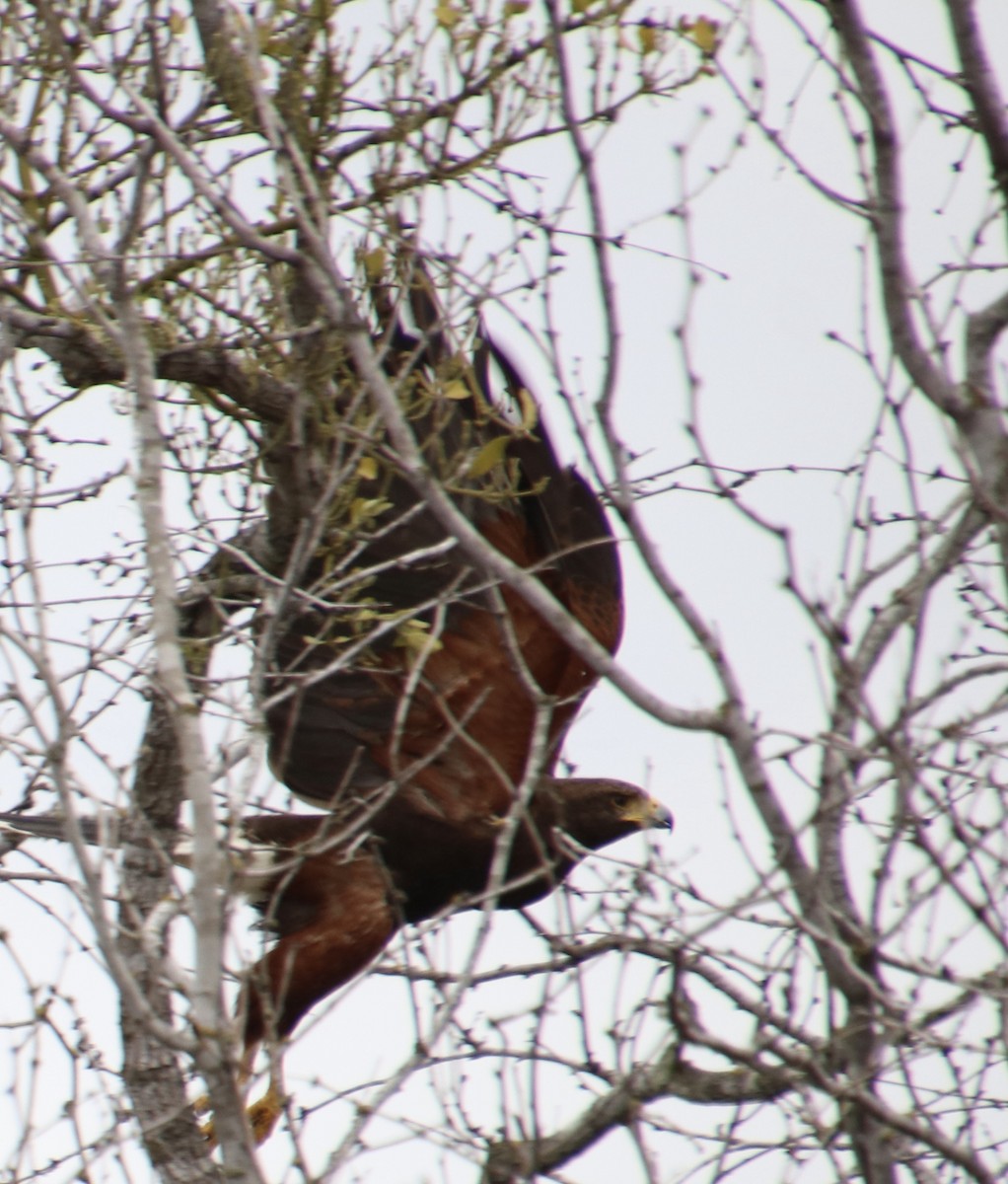 Harris's Hawk - ML416859921