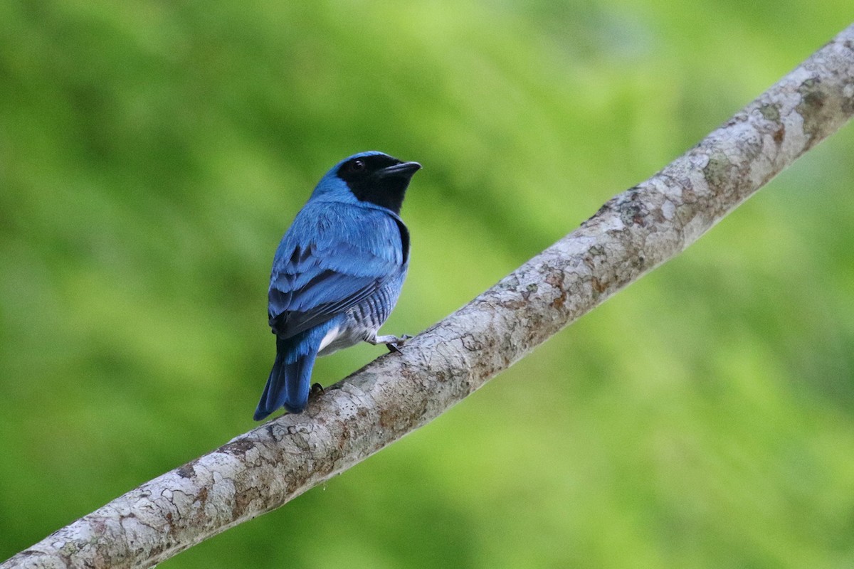 Swallow Tanager - Charley Hesse TROPICAL BIRDING