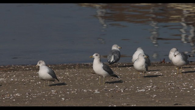 Goéland cendré (kamtschatschensis) - ML416861781