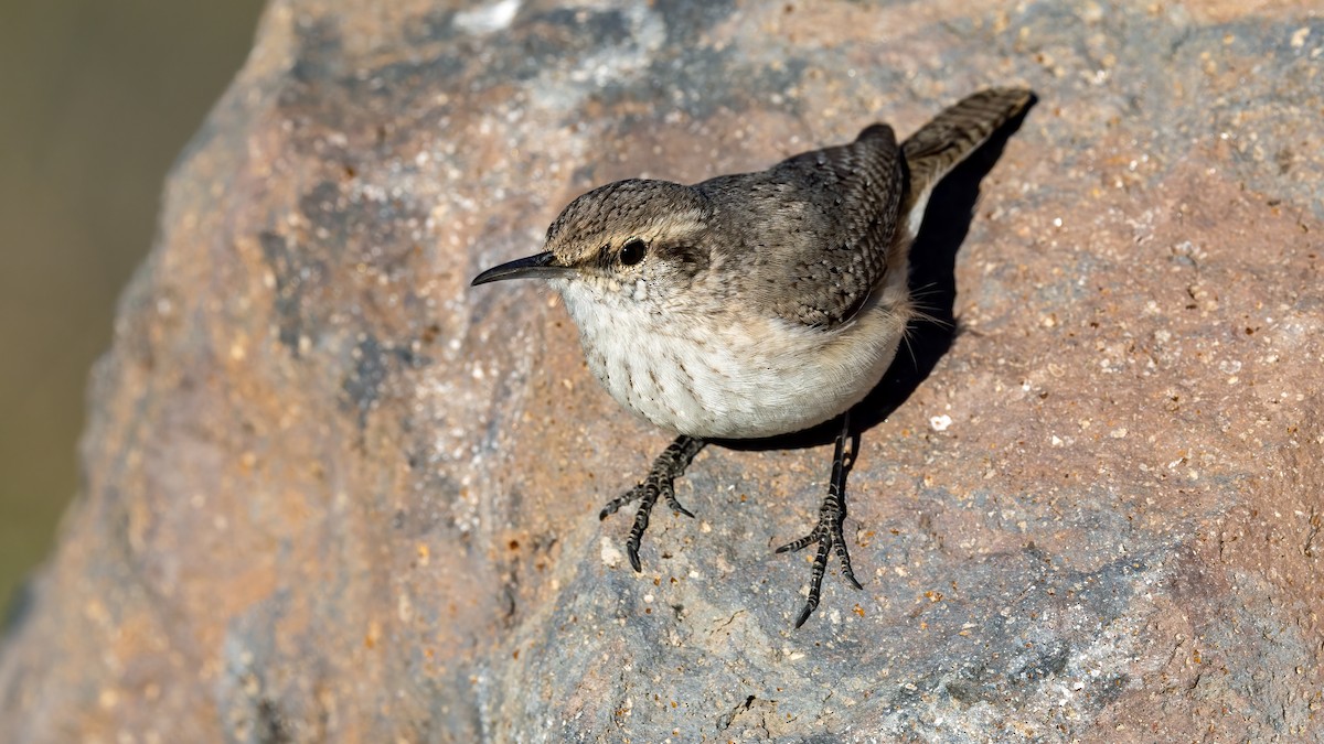 Rock Wren - ML416862261