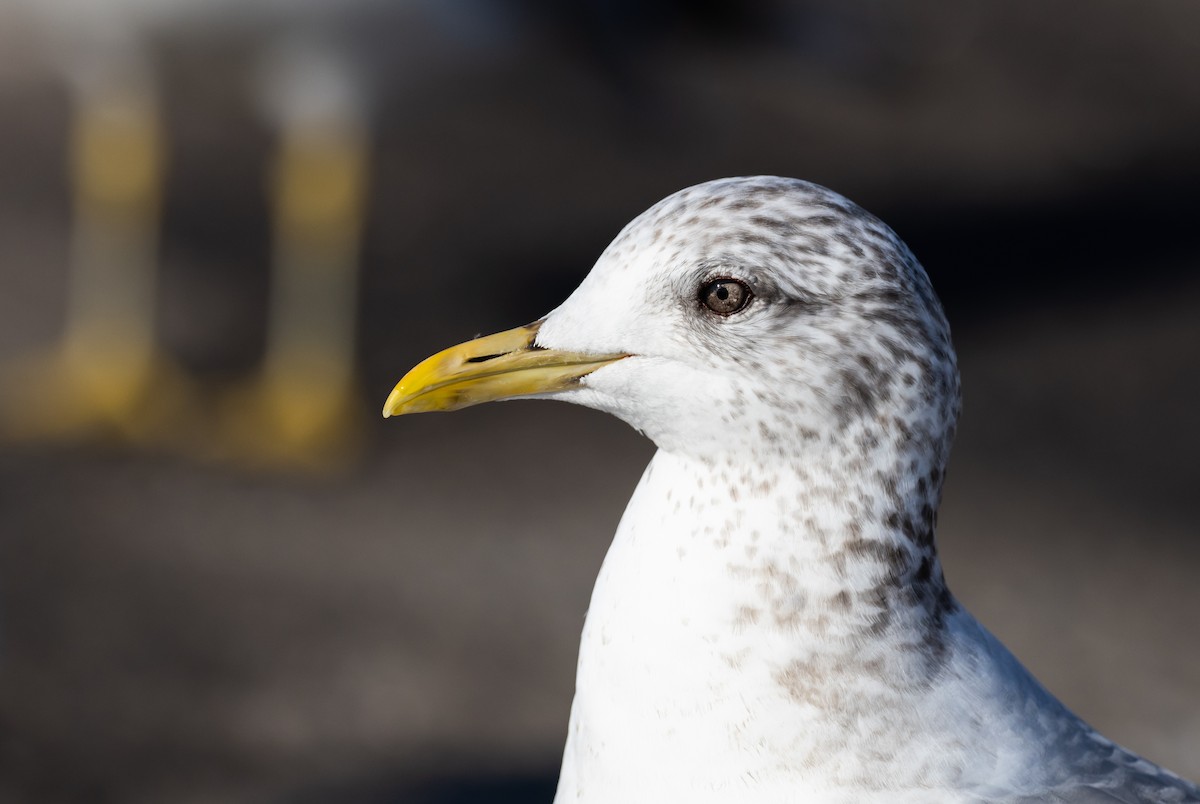 Common Gull (Kamchatka) - Jay McGowan
