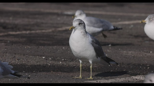 歐亞海鷗(kamtschatschensis) - ML416863711