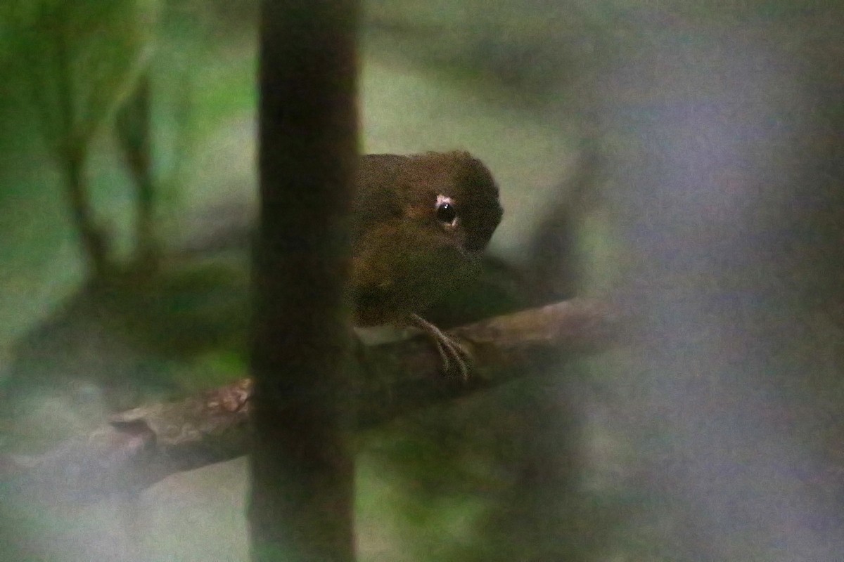 Rusty-breasted Antpitta (Rusty-breasted) - ML416864841