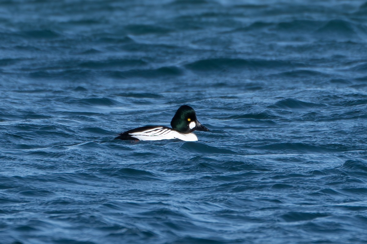 Common Goldeneye - ML416866631