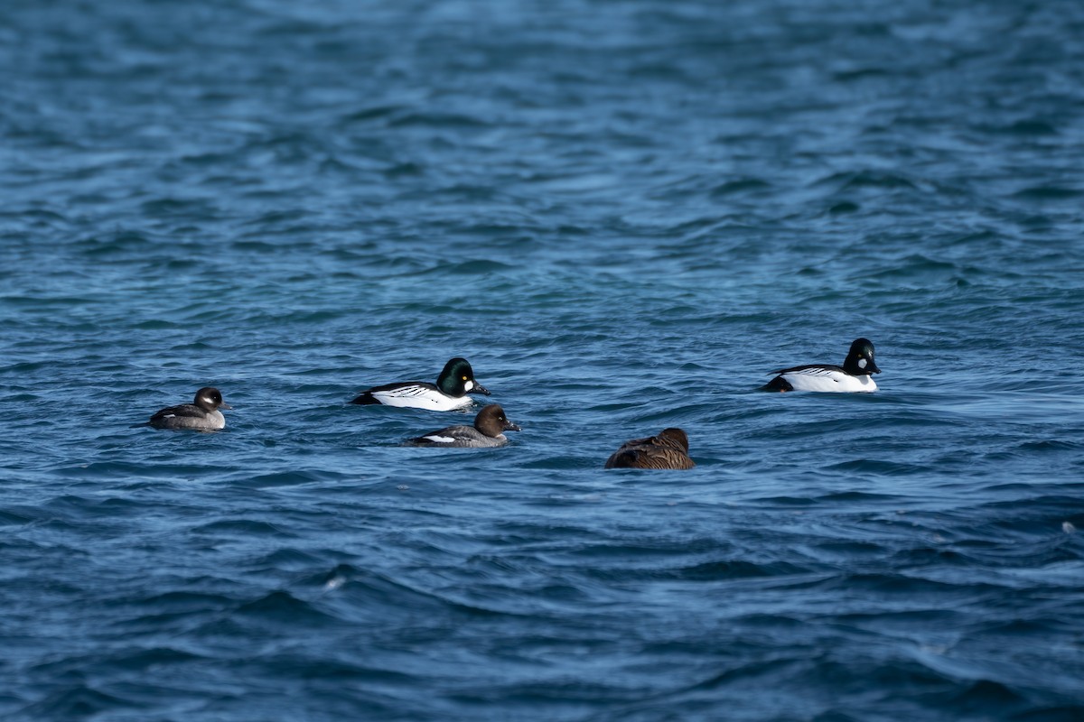 Common Goldeneye - ML416866681